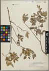 Foto von Salix kochiana Trautv.